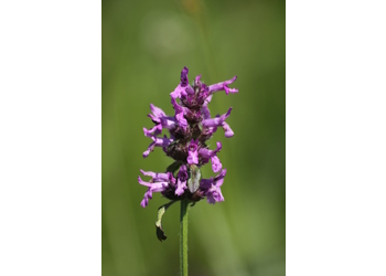 Echte Betonie, Heilziest (Betonica officinalis) - © Emanuel Trummer